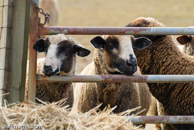 California Variegated Mutant (CVM) Sheep