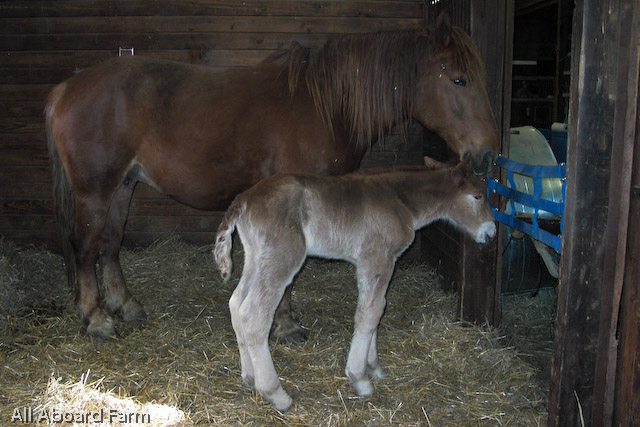 Suffolk Punch Draft Horse mare and foal